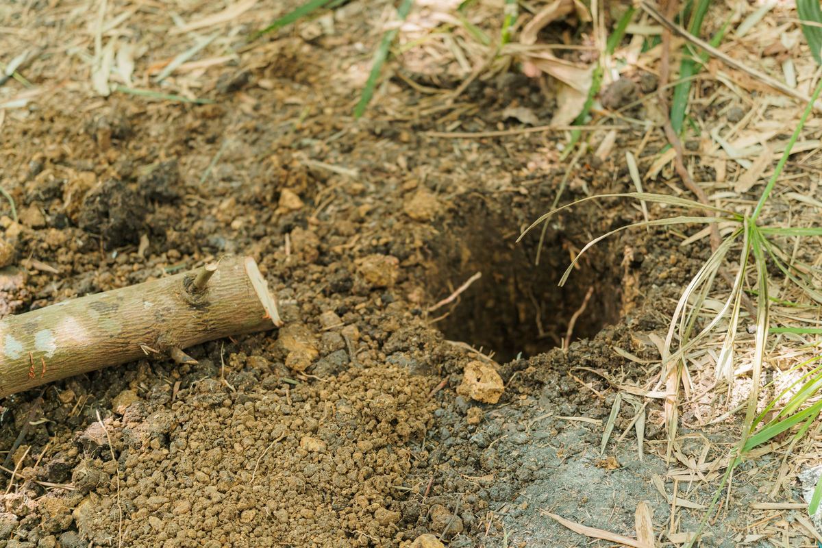 Freshly dug hole in grassy soil